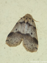 Eugoa obliquipuncta