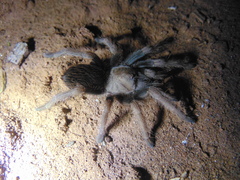 Brachypelma