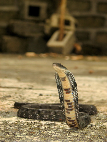 Large-eyed False Cobra
