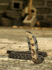 Big-Eyed Mountain Keelback photo 2