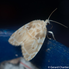 Schistophleps bipuncta