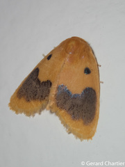 Cyclomilta cambodiaca