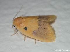 Cyclomilta cambodiaca