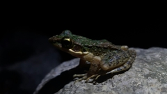 Odorrana tianmuii