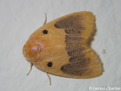 Cyclomilta cambodiaca