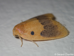 Cyclomilta cambodiaca