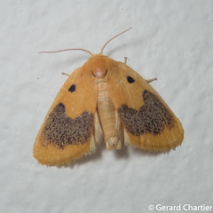 Cyclomilta cambodiaca