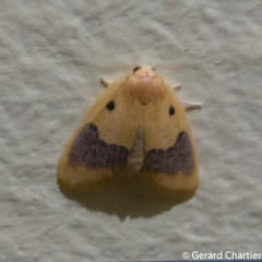 Cyclomilta cambodiaca