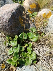 Cochlearia officinalis