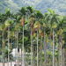 Areca Palm - Photo no rights reserved, uploaded by 葉子