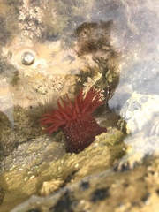 Actinia