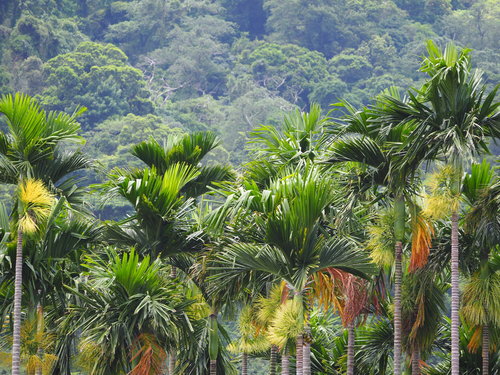Areca catechu