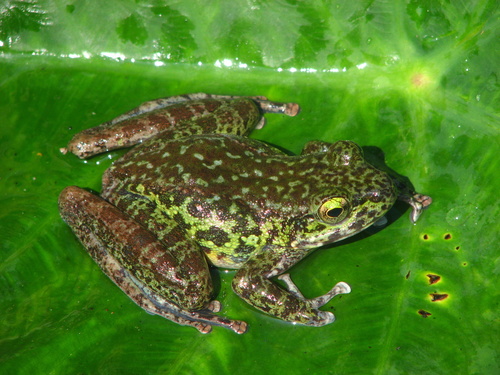 Amolops wangyali
