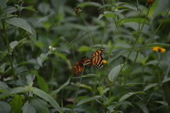 Eresia phillyra phillyra