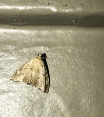 Scybalistodes periculosalis