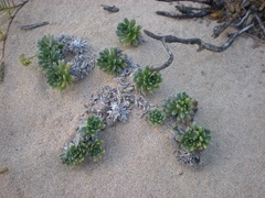 Heliotropium anomalum