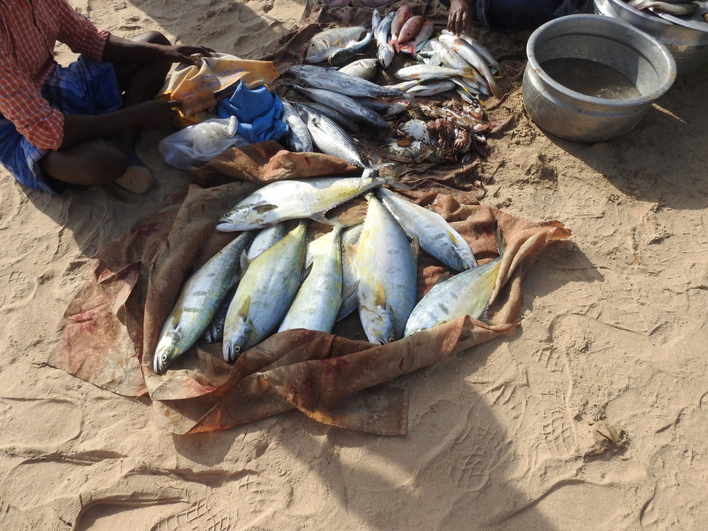 barred queenfish
