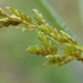 Rice Flat-Sedge - Photo (c) 葉子, some rights reserved (CC BY-NC), uploaded by 葉子