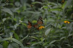 Eresia phillyra phillyra