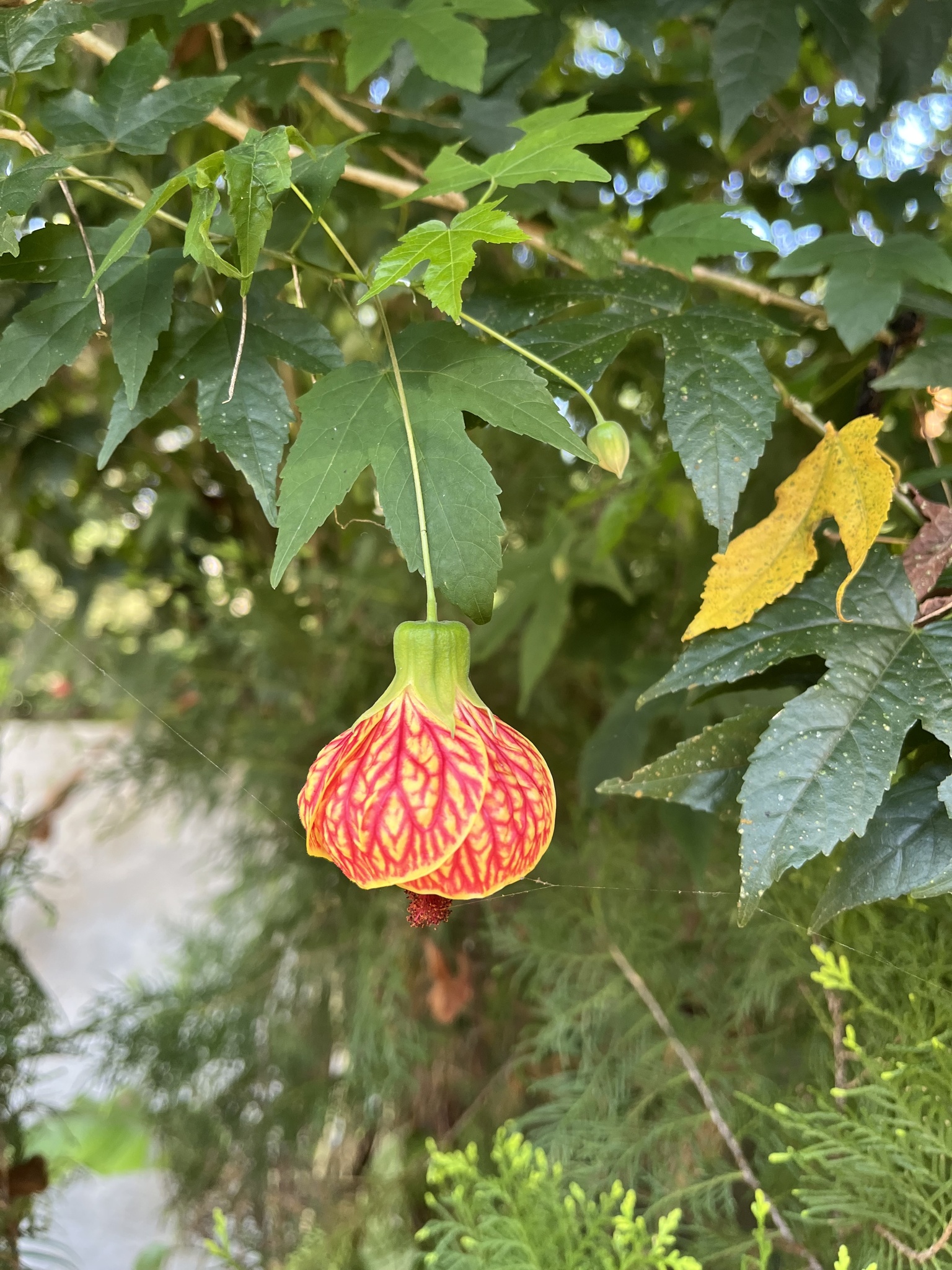 Imagem de Abutilon