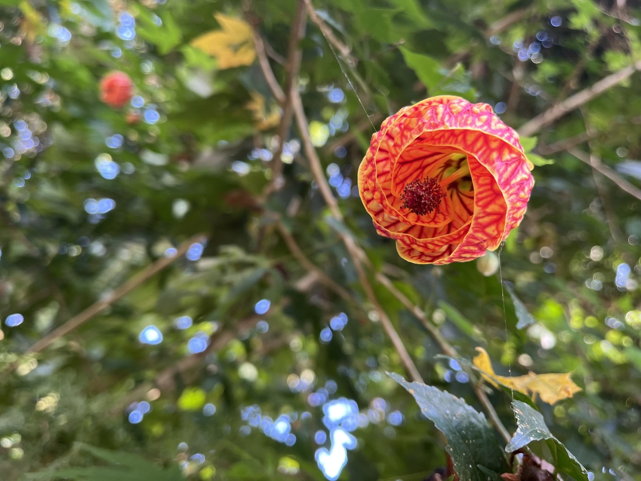 Imagem de Abutilon