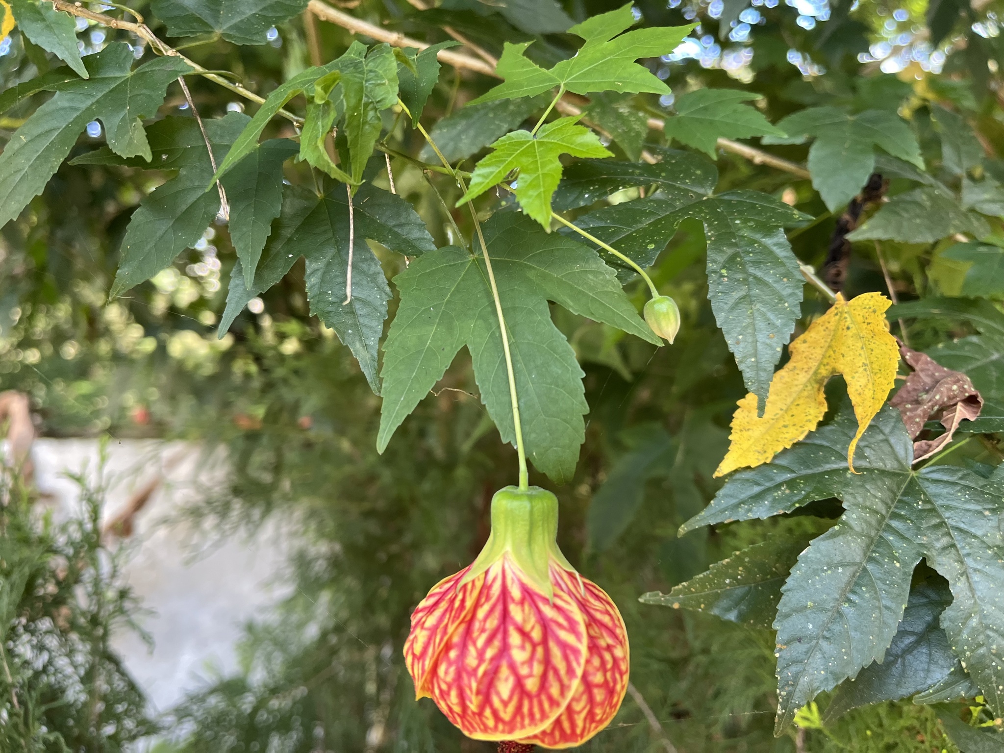 Imagem de Abutilon