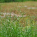 Goose Grass - Photo no rights reserved, uploaded by 葉子