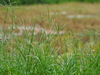 Goose Grass - Photo no rights reserved, uploaded by 葉子