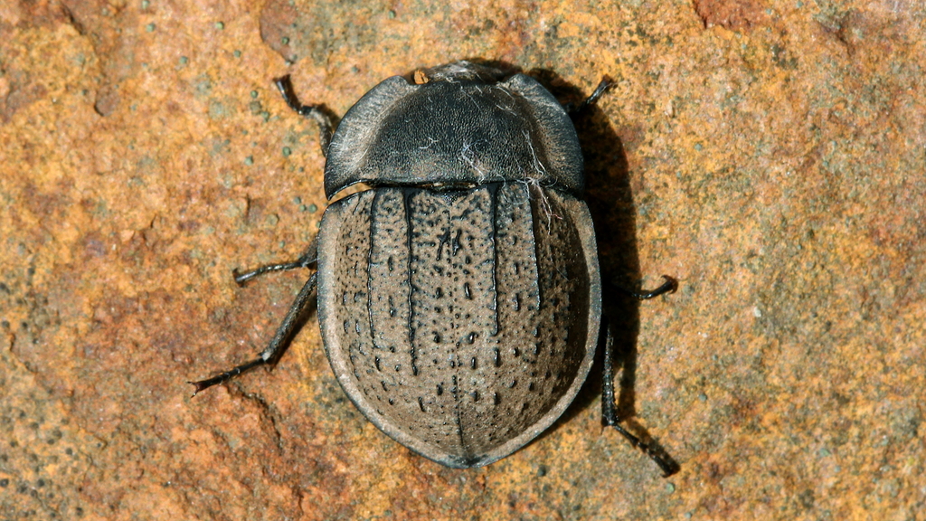 Saragus