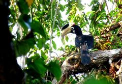 Anthracoceros coronatus