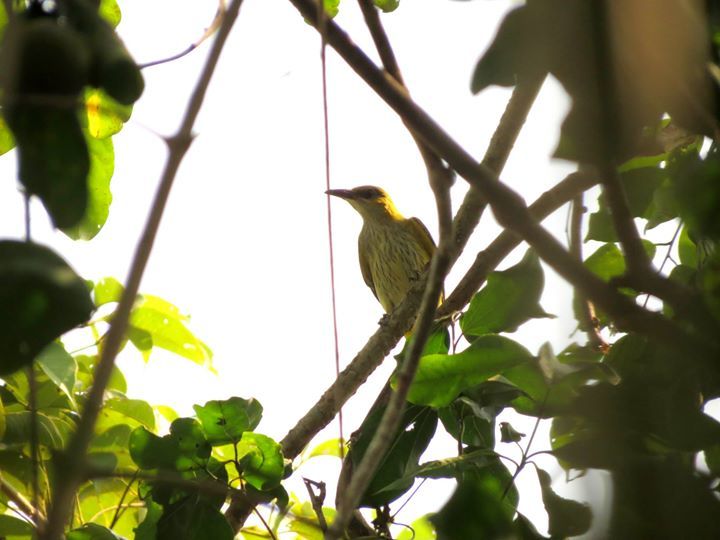 Indian Golden Oriole