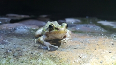 Odorrana tianmuii