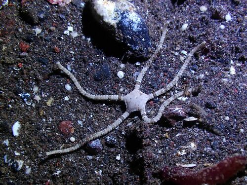 Ophiopeza spinosa observed 2025-01-04