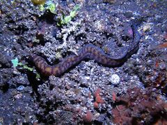 Flores Reef Moray photo 4