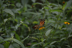 Eresia phillyra phillyra