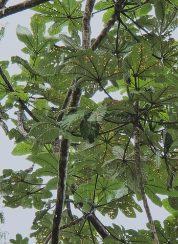 Foto de Embaúba