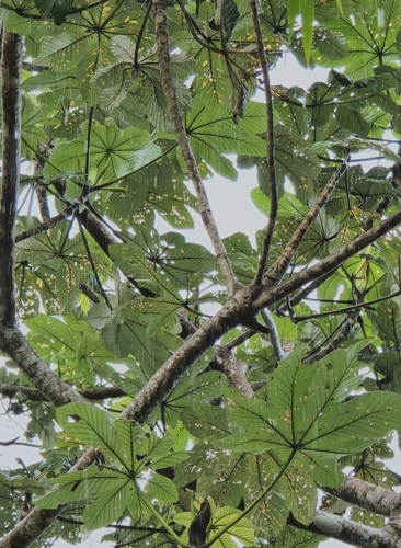 Foto de Embaúba