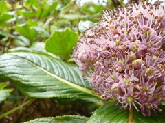 Hydrangea arguta