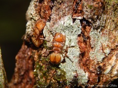 Cephalotes clypeatus