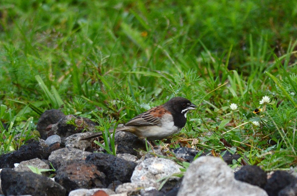 Black-Chested Sparrow