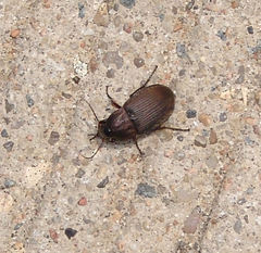 Chlaenius tomentosus