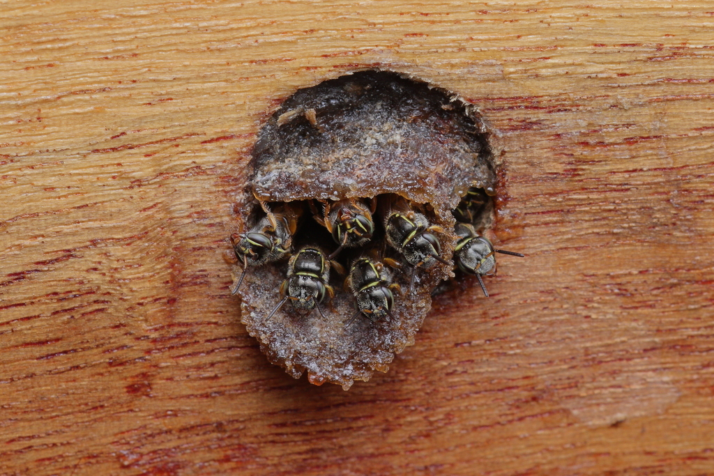 Drory's Stingless Bee