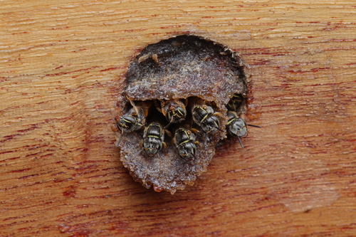 Drory's Stingless Bee