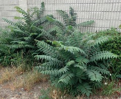Ailanthus altissima