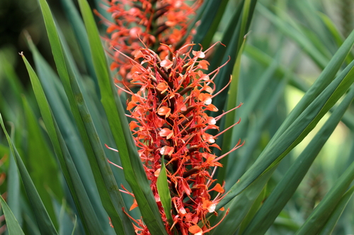 Image of Hedychium coccineum by (c) Carlos Alexandre Mattos Raposo, some rights reserved (CC BY-SA)