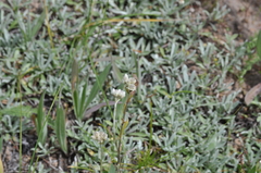 Antennaria rosea pulvinata