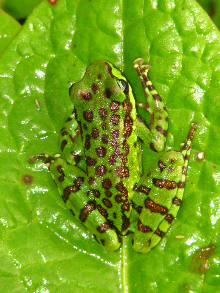 Assam Cascade Frog