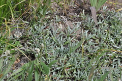 Antennaria rosea pulvinata
