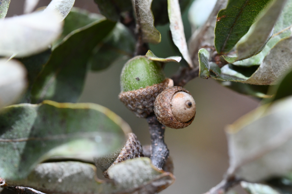 Quercus crispipilis