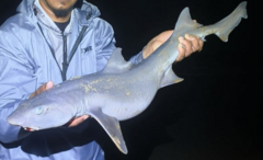 Flapnose Houndshark photo 2